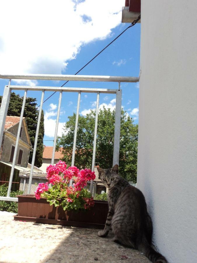 Apartment Lordanic Zaglav, Dugi Otok エクステリア 写真